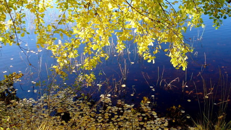 sjö och skog