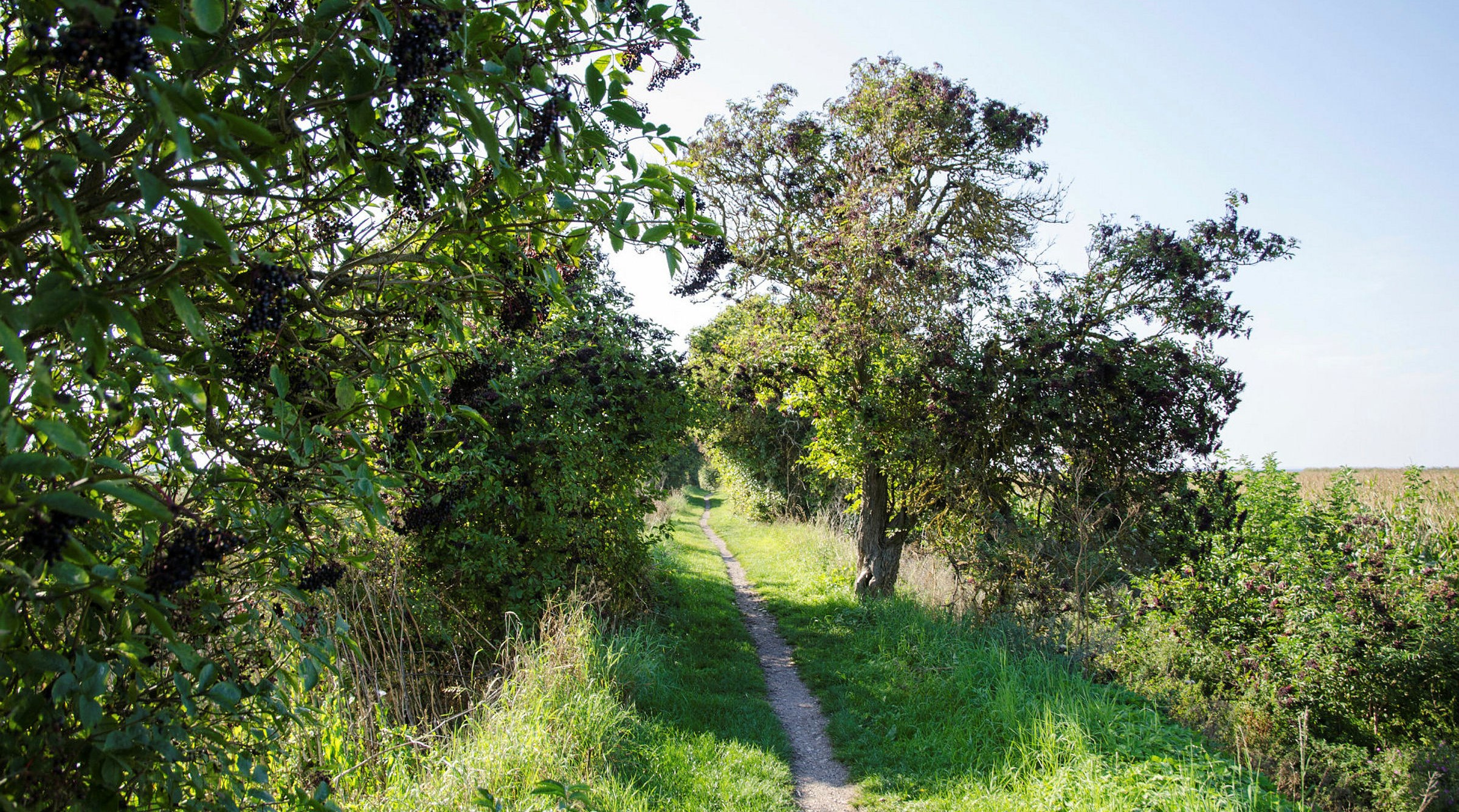 Stig genom skogen under pollensäsongen.