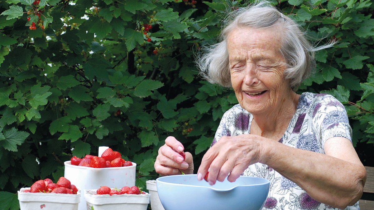 äldre kvinna rensar jordgubbar